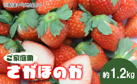 【ご家庭用】岡山県里庄町産いちご さがほのか 約1.2kg 《2025年1月中旬-4月下旬頃出荷》イチゴ 岡山 スイーツ フルーツ 果物 先行予約 数量限定 期間限定 岡山 里庄町