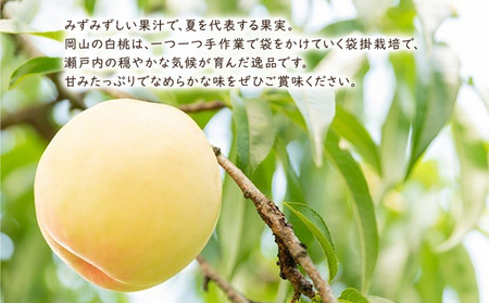 桃 2024年 先行予約 白皇（白桃）約2kg（6～7玉） 岡山県 フルーツ もも 桃 モモ ピーチ 人気 新鮮 フルーツ 桃 フルーツ もも 桃 ギフト くだもの 桃 もも 果物 フルーツ 桃 もも やまか難波農園