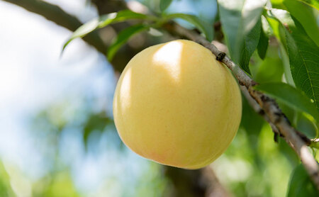 桃 2024年 先行予約 ご家庭用 岡山の 白桃 早生種 5～6玉 合計約1.3kg もも モモ 岡山県産 国産 フルーツ 果物 ギフト