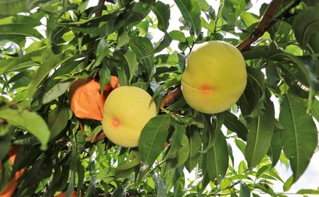 ご家庭用 晩生の白桃 約2kg（7～9玉）藤井農園 岡山県 桃 もも 果物 フルーツ 2024年 先行予約