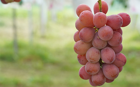 厳選 クイーンニーナ 2房 合計1.0kg以上 産地直送 朝採れ ぶどう 葡萄 Kawahara Green Farm 岡山県産 2026年 果物 フルーツ みずみずしい 酸味が少ない さっぱり 希少品種 