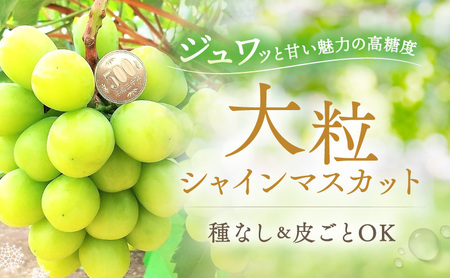 【2026年先行予約】 ぶどう 冬の贅沢 シャインマスカット 2房(1.4kg以上:1房700g以上×2箱)【11月20日から12月12日の期間に発送】 葡萄 ブドウ 岡山県産 フルーツ 果物 数量限定 期間限定 岡山 里庄町