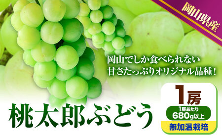 【先行予約】  岡山県産 桃太郎ぶどう  1房 (680g以上) 無加温栽培【配送不可地域あり】 《9月上旬-10月下旬頃出荷》 岡山県 矢掛町 ぶどう 葡萄 果物