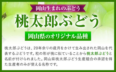 【先行予約】  岡山県産 桃太郎ぶどう  1房 (680g以上) 無加温栽培【配送不可地域あり】 《9月上旬-10月下旬頃出荷》 岡山県 矢掛町 ぶどう 葡萄 果物