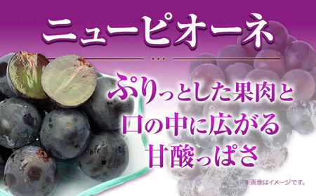 【先行予約】 岡山県産 つる付き！ニューピオーネ 1房 580g & シャインマスカット 1房 580g セット 露地栽培【配送不可地域あり】ニューピオーネ シャインマスカット《9月上旬-10月末頃に出荷予定(土日祝除く)》 岡山県 矢掛町 晴王 ぶどう 詰め合わせ 果物