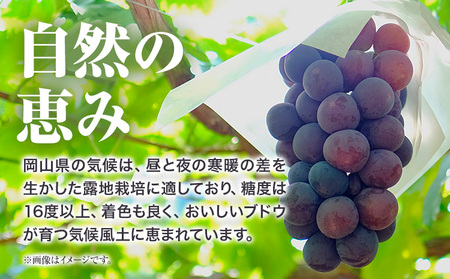 【先行予約】 岡山県産 訳ありつる付きニューピオーネ 2房 530g以上 葡萄 果物 厳選出荷 スイーツ フルーツ デザート 岡山県矢掛町《9月上旬-10月末頃に出荷予定(土日祝除く)》 種なしぶどう【配送不可地域あり】