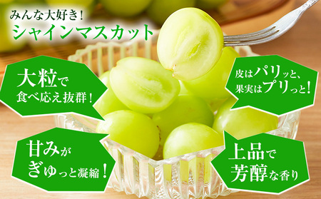 岡山県産 シャインマスカット 約2kg 矢掛Grape Fairies《9月中旬-10月末頃出荷》岡山県 矢掛町 葡萄 マスカット 果物 スイーツ フルーツ デザート