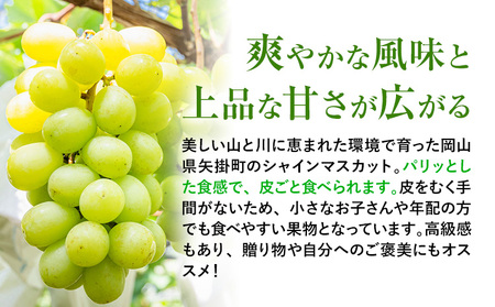 岡山県産 シャインマスカット 約2kg 矢掛Grape Fairies《9月中旬-10月末頃出荷》岡山県 矢掛町 葡萄 マスカット 果物 スイーツ フルーツ デザート
