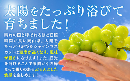 岡山県産 シャインマスカット 約2kg 矢掛Grape Fairies《9月中旬-10月末頃出荷》岡山県 矢掛町 葡萄 マスカット 果物 スイーツ フルーツ デザート