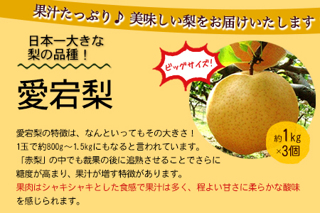 梨【2026年発送先行予約】愛宕梨 ＆ フルーツジャムセット