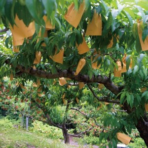 岡山県産「おかやま夢白桃」約3kg|2026年7月下旬以降発送予定【1489035】