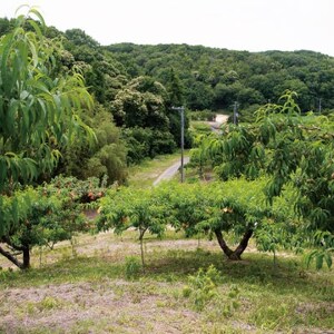 岡山県産「おかやま夢白桃」約3kg|2026年7月下旬以降発送予定【1489035】