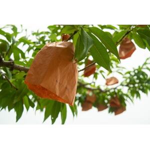 岡山県産「おかやま夢白桃」約1kg|2026年7月下旬以降順次発送予定【1516920】