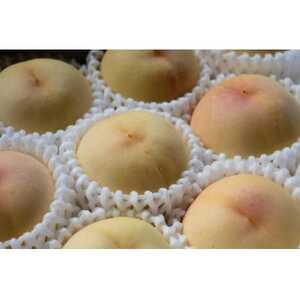 岡山県産「おかやま夢白桃」約2kg|2026年7月下旬以降順次発送予定【1516922】