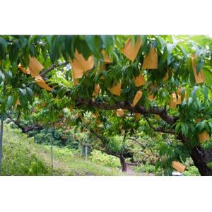 岡山県産「おかやま夢白桃」約2kg|2026年7月下旬以降順次発送予定【1516922】