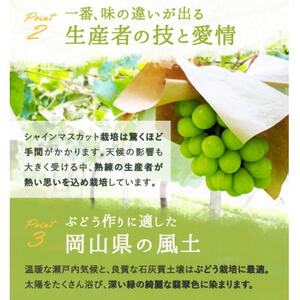 岡山県産 シャインマスカット『晴王』3～5房 (約2kg)【配送不可地域：離島】【1546681】