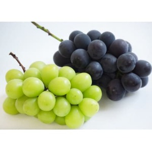 【2026年発送】ぶどう詰合/ニューピオーネ2房・シャインマスカット晴王2房(各1房480g以上)【配送不可地域:離島】【1546684】