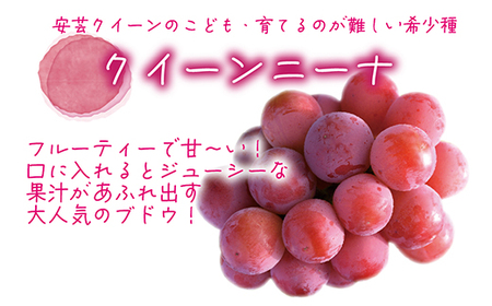 【2026年先行受付】岡山　花笑み農園の『クイーンニーナ＆シャインマスカット』1kg　QS-1【配送不可地域：離島】【1693696】