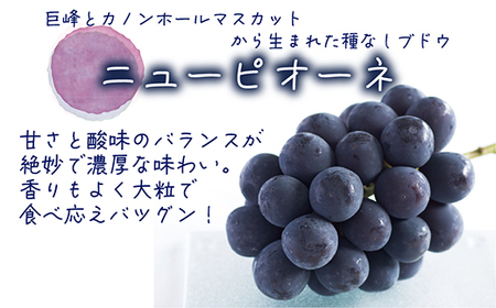 【2026年先行受付】岡山　花笑み農園の『ニューピオーネ』500g以上(中1房)P-中1【配送不可地域：離島】【1695400】