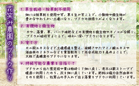 【2026年先行受付】岡山　花笑み農園の『ニューピオーネ』500g以上(中1房)P-中1【配送不可地域：離島】【1695400】