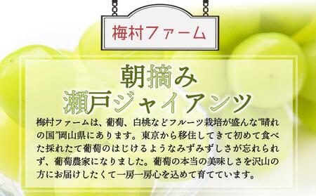 ＜2025年発送分 先行予約＞梅村ファーム 朝摘み直送 瀬戸ジャイアンツ（2房入り 1.1kg以上）【030-a012】