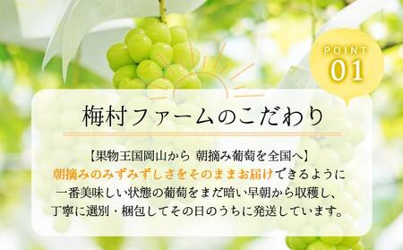 ＜2025年発送分 先行予約＞梅村ファーム 朝摘み直送 瀬戸ジャイアンツ（3房～5房入り 約2kg）【030-a013】