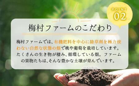 ＜2025年発送分 先行予約＞梅村ファーム 朝摘み直送 瀬戸ジャイアンツ（3房～5房入り 約2kg）【030-a013】