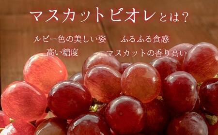 ＜2026年発送分 先行予約＞10月～11月発送お土産マスカットビオレ2kg箱【029-a010】