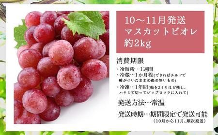 ＜2026年発送分 先行予約＞10月～11月発送お土産マスカットビオレ2kg箱【029-a010】