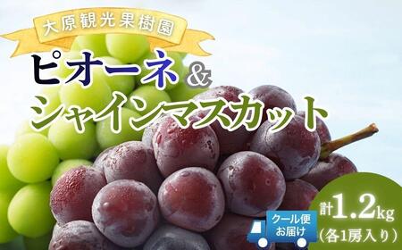 【2026年先行予約】［大原観光果樹園］ピオーネ1房とシャインマスカット1房（計2房 約1.2kg）【026-a017】