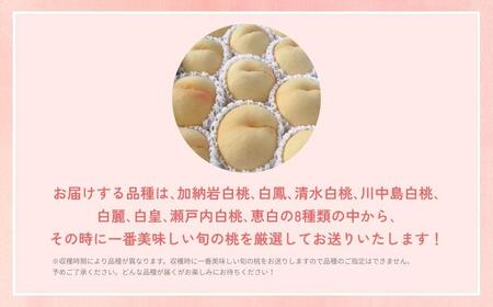 ＜数量限定＞［なんばふぁーむ］岡山県産 旬の桃 4.0kg（11～14玉）［ご家庭用］【2026年発送】