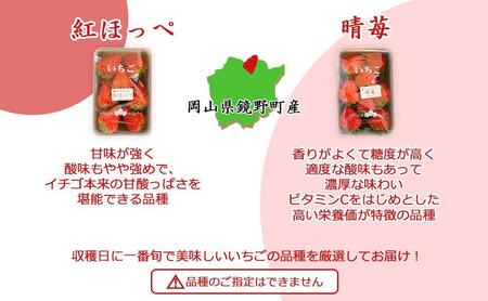 鏡野町産 朝採れ!旬の完熟いちご 300g×2パック<2026年1月~3月発送>【038-a003】