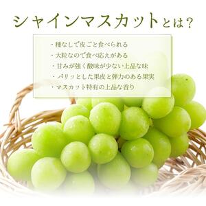 【2026年発送分 先行予約】岡山県産 シャインマスカット 1.2kg以上（2～3房）【ご家庭用】【025-a035】