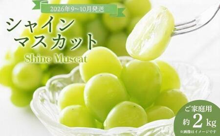 2026年発送分 先行予約＞9～10月発送ご家庭用シャインマスカット2Kg箱