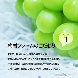 【2026年発送 先行予約】【梅村ファーム】朝摘み直送 シャインマスカット（2房入り 1.1kg以上）【030-a016】