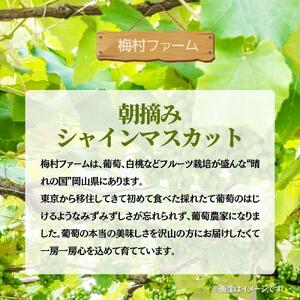 【2026年発送分 先行予約】【梅村ファーム】朝摘み直送 シャインマスカット(3~5房入り 約2.0kg)【030-a017】
