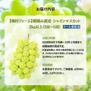 【2026年発送分 先行予約】【梅村ファーム】朝摘み直送 シャインマスカット(3~5房入り 約2.0kg)【030-a017】