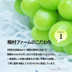 【2026年発送分 先行予約】【梅村ファーム】朝摘み直送 瀬戸ジャイアンツ(2房入り 1.1kg以上)【030-a018】
