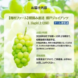 【2026年発送分 先行予約】【梅村ファーム】朝摘み直送 瀬戸ジャイアンツ(2房入り 1.1kg以上)【030-a018】