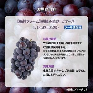 【2026年発送分 先行予約】【梅村ファーム】朝摘み直送 ピオーネ（2房入り 1.1kg以上）【030-a020】