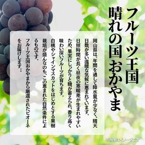 【2026年発送 先行予約】【梅村ファーム】朝摘み直送 ピオーネ（3～5房入り 約2.0kg）【030-a021】