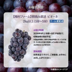 【2026年発送 先行予約】【梅村ファーム】朝摘み直送 ピオーネ（3～5房入り 約2.0kg）【030-a021】