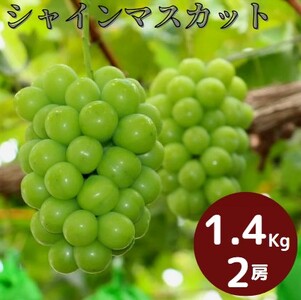 【2026年発送_先行予約】 岡山県産 ぶどう シャインマスカット 1.4kg以上 (2房) <9月中旬から10月中旬発送> _A18