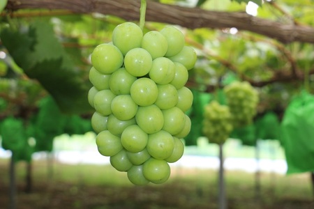 岡山県産 冷蔵シャインマスカット 700g以上(1房) ＜11月下旬から12月上旬発送＞ _A14