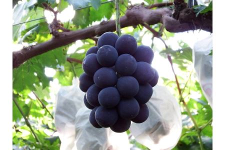 果実農家が作った 新感覚のフルーツスイーツ 洋酒が香る 「大人のピオーネチョコ」 35g×6個 _S44