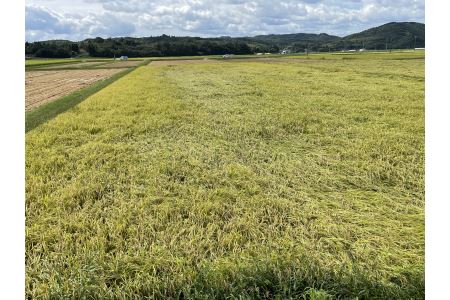 食味コンテスト受賞者の作る お米シリーズ 「ミルキークイーン 白米 5kg」 _S135