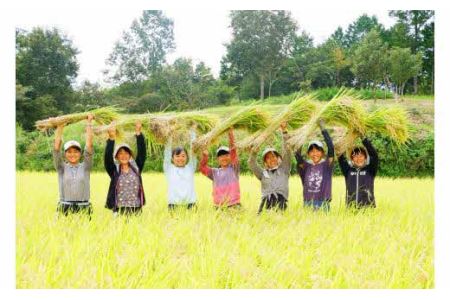 一等米 ミルキークイーン 白米 20kg _S82