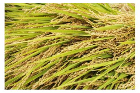 一等米 ミルキークイーン 白米 20kg _S82