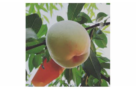 光田さん 自慢の桃 白鳳 3kg(7～9玉) _S113