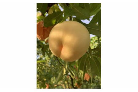 木成り熟成 光田さん 自慢の桃 あかつき 3kg(7～9玉) _S54
